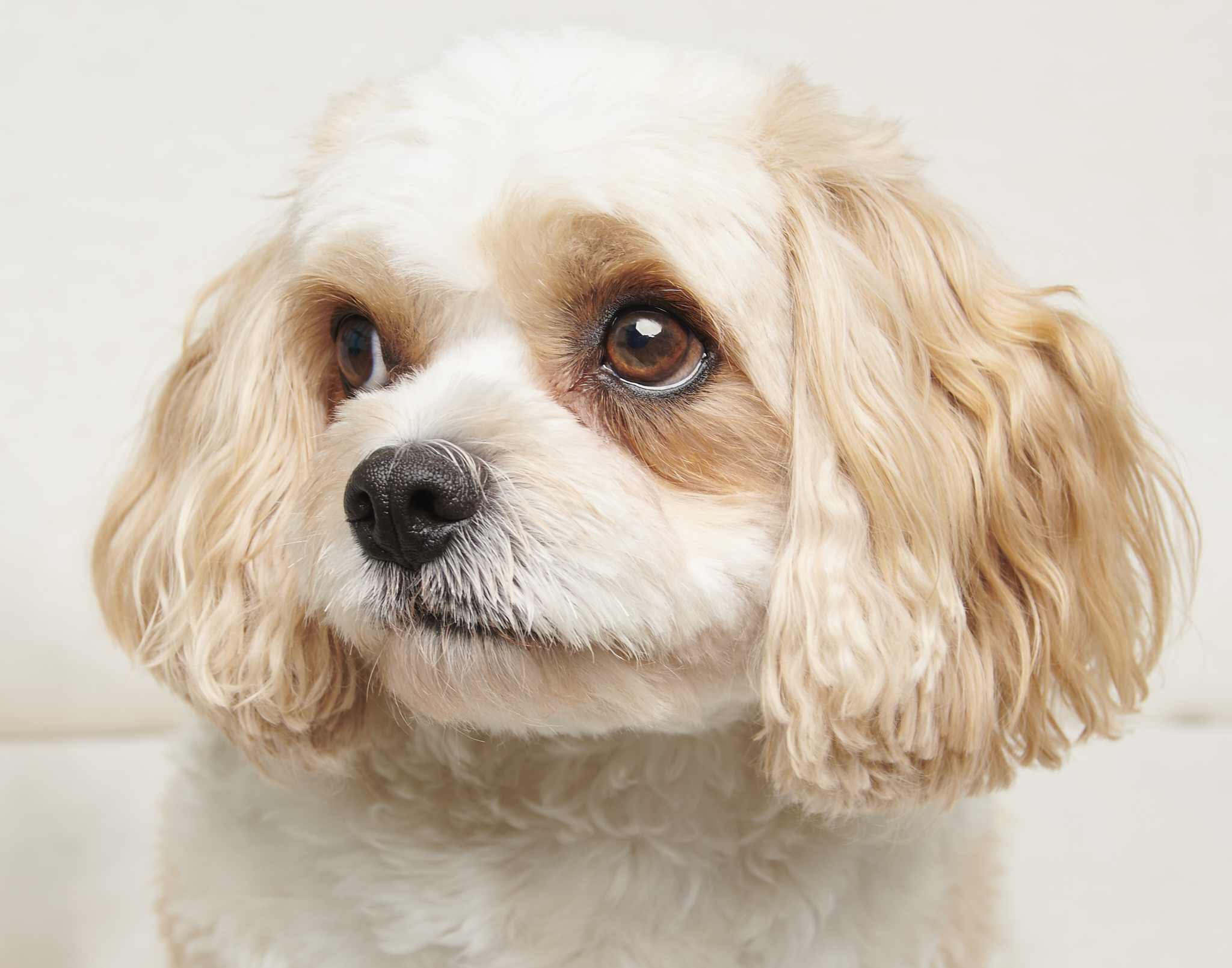 Dog pictures in Delaware